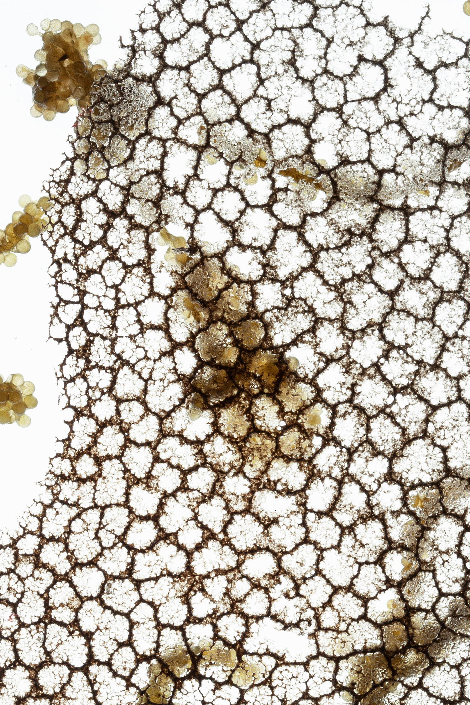 Molecules
Foodstyling: 
Hanna Reder